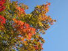 Bright Leaves, Blue Skies and contrail.jpg